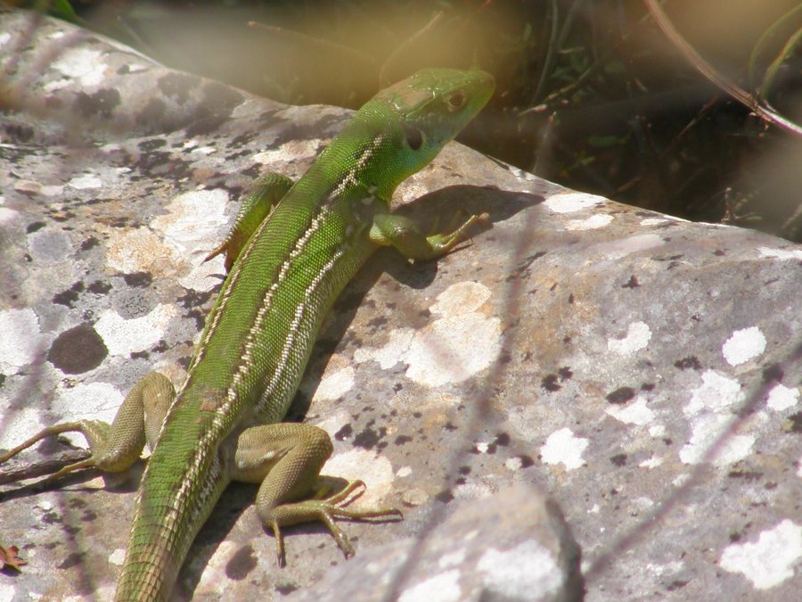 Ramarri (Lacerta bilineata)